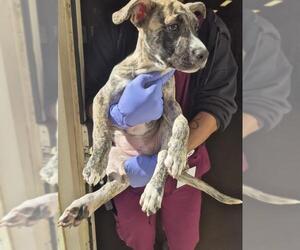 American Pit Bull Terrier-Unknown Mix Dogs for adoption in Texas City, TX, USA