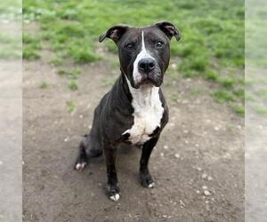 Mutt Dogs for adoption in Modesto, CA, USA