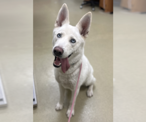 Siberian Husky Dogs for adoption in Petaluma, CA, USA