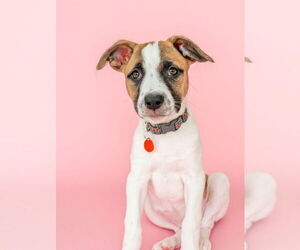 Mutt Dogs for adoption in Bellingham, WA, USA