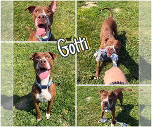 American Staffordshire Terrier Dogs for adoption in Pierceton , IN, USA
