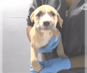 American Staffordshire Terrier-Unknown Mix Dogs for adoption in Tallahassee, FL, USA