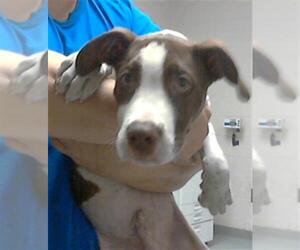 American Pit Bull Terrier Dogs for adoption in Fayetteville, NC, USA