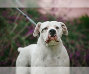 American Bulldog Dogs for adoption in Salinas, CA, USA
