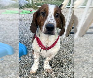 Bagle Hound Dogs for adoption in Deepwater, NJ, USA