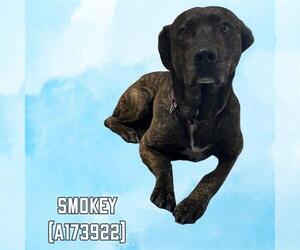 American Pit Bull Terrier-German Shepherd Dog Mix Dogs for adoption in Tulsa, OK, USA