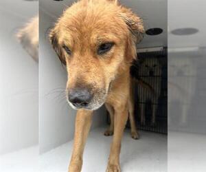 Golden Retriever-Unknown Mix Dogs for adoption in Houston, TX, USA