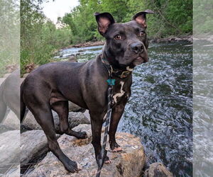 Bullboxer Pit Dogs for adoption in Brooklyn Center, MN, USA
