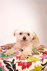 Poodle (Toy) Dogs for adoption in St. Louis Park, MN, USA