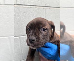 American Pit Bull Terrier Dogs for adoption in Stockton, CA, USA