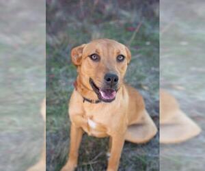 Golden Labrador Dogs for adoption in El Cajon, CA, USA