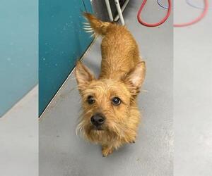 Cairn Terrier Dogs for adoption in Peoria, IL, USA