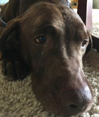 Labrador Retriever Dogs for adoption in Broomfield, CO, USA