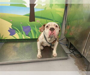 Boxer-Unknown Mix Dogs for adoption in Waco, TX, USA