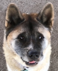 Small Akita