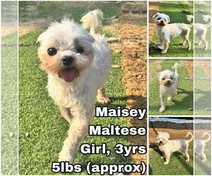 Maltese Dogs for adoption in Seattle, WA, USA