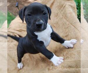 Bullboxer Pit Dogs for adoption in San Diego, CA, USA