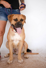 Bullmastiff Dogs for adoption in Phoenix, AZ, USA