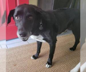 Borador Dogs for adoption in Tampa, FL, USA