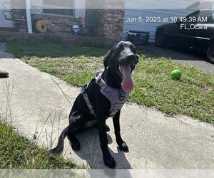 Labrador Retriever-Unknown Mix Dogs for adoption in Ocala, FL, USA