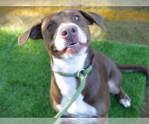 Labrador Retriever-Unknown Mix Dogs for adoption in Tallahassee, FL, USA