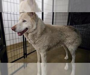 Siberian Husky Dogs for adoption in Riverside, CA, USA