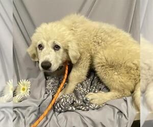 Great Pyrenees Dogs for adoption in Modesto, CA, USA