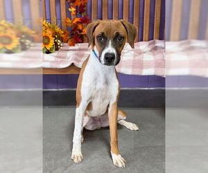 Boxer-Unknown Mix Dogs for adoption in Genesee, WI, USA