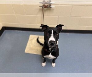 Collie-Labrador Retriever Mix Dogs for adoption in Denver, CO, USA