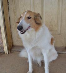 Collie Dogs for adoption in Fond du Lac, WI, USA
