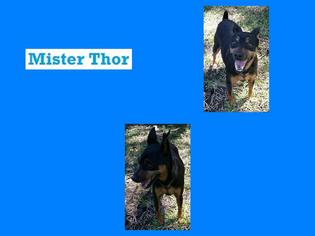 Miniature Pinscher Dogs for adoption in plano, TX, USA