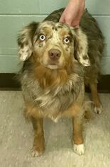 Australian Shepherd Dogs for adoption in Fargo, ND, USA