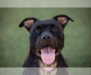 American Pit Bull Terrier-Unknown Mix Dogs for adoption in Orlando, FL, USA