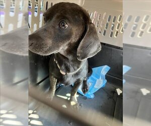 Dachshund-Unknown Mix Dogs for adoption in Lacombe, LA, USA