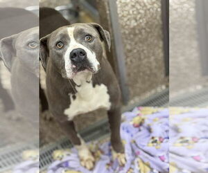 American Pit Bull Terrier-Unknown Mix Dogs for adoption in Martinsburg, WV, USA