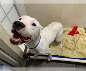 Dogo Argentino Dogs for adoption in Berkeley , CA, USA