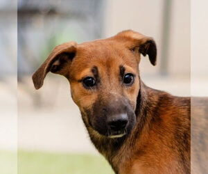 Mutt Dogs for adoption in Canton, CT, USA