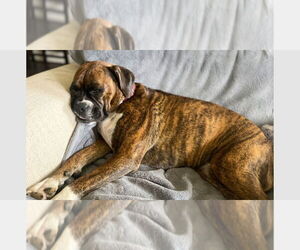 Boxer Dogs for adoption in Austin, TX, USA