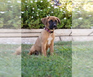 Boxador Dogs for adoption in Dana Point, CA, USA