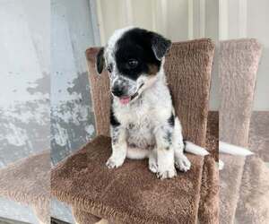 Border Collie-Unknown Mix Dogs for adoption in Minneapolis, MN, USA