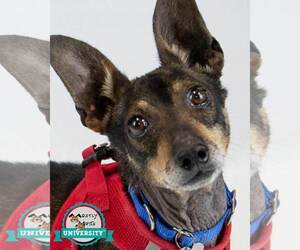 Miniature Pinscher-Unknown Mix Dogs for adoption in Kennesaw, GA, USA