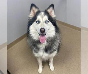 Alaskan Malamute Dogs for adoption in Aurora, CO, USA