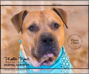 Bull-Pei Dogs for adoption in Grand Prairie, TX, USA