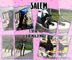 Labrador Retriever-Unknown Mix Dogs for adoption in Jacksonville, NC, USA