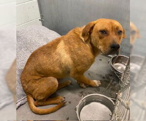Labrador Retriever-Unknown Mix Dogs for adoption in Tavares, FL, USA