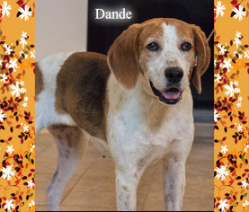 English Foxhound Dogs for adoption in New Castle DE, DE, USA