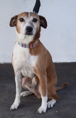 Jack Russell Terrier Dogs for adoption in West Hollywood, CA, USA