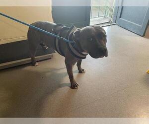 American Pit Bull Terrier-Unknown Mix Dogs for adoption in Pasadena, CA, USA