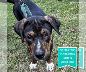 Mutt Dogs for adoption in Boston, MA, USA