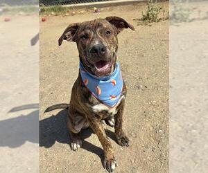 Catahoula Leopard Dog Dogs for adoption in Bakersfield, CA, USA